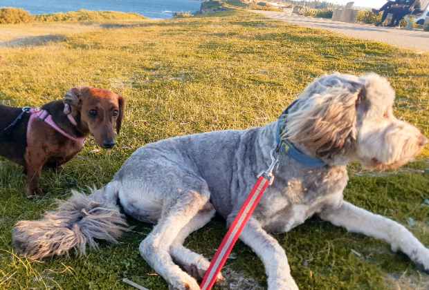 Jasper and sausage dogs walking on the coast