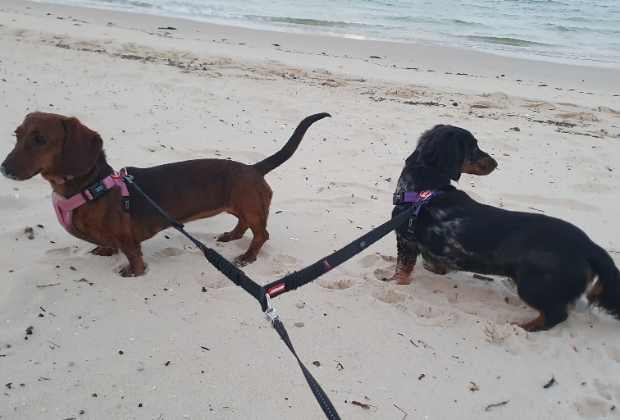 Sausage dogs at the beach