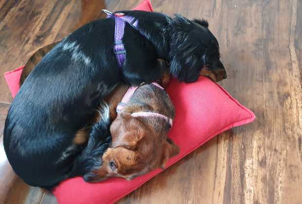 Sausage dogs having a cuddle